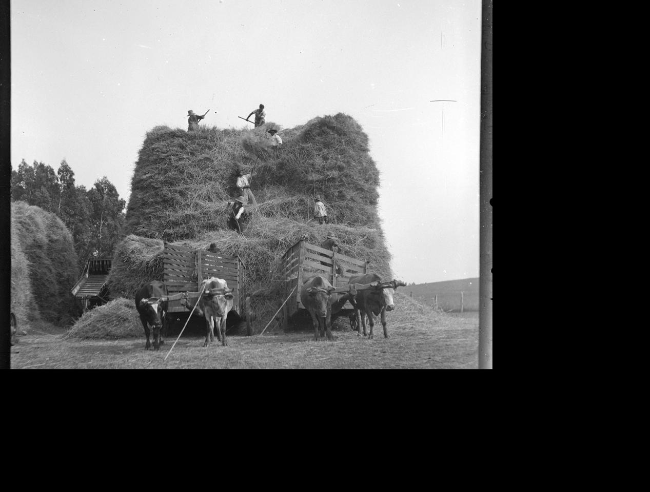 Torre de trigo en trilla en Los Carrizos (c. 1930)