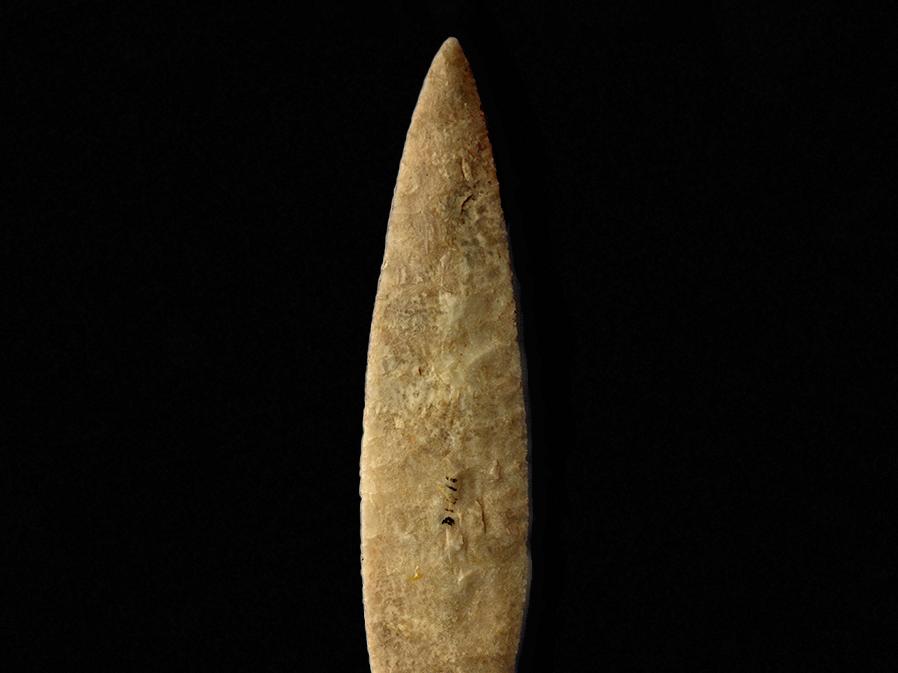Hoja taltaloide